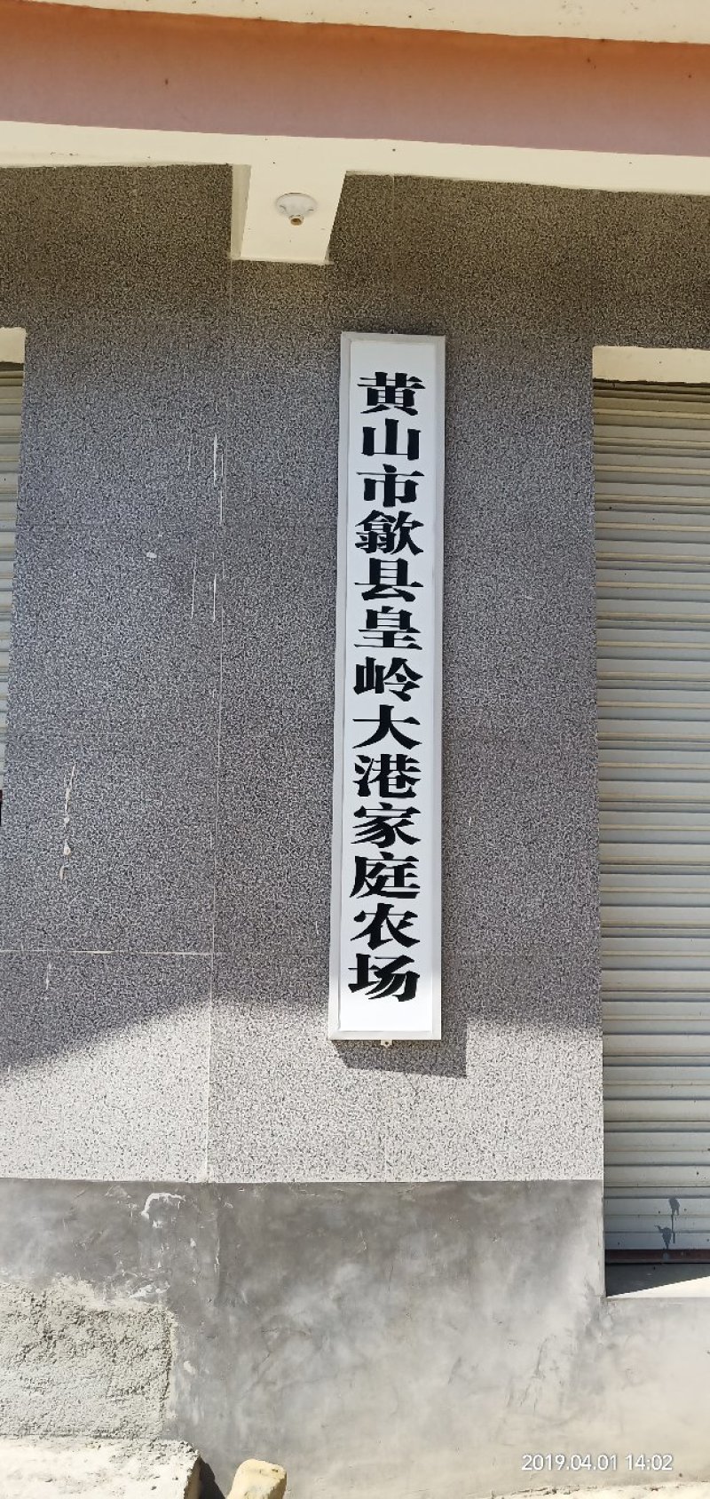 高山雲雾大方生态茶