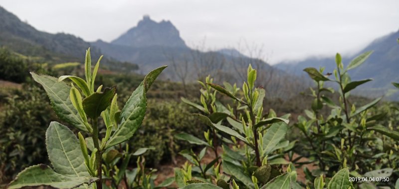 高山雲雾大方生态茶