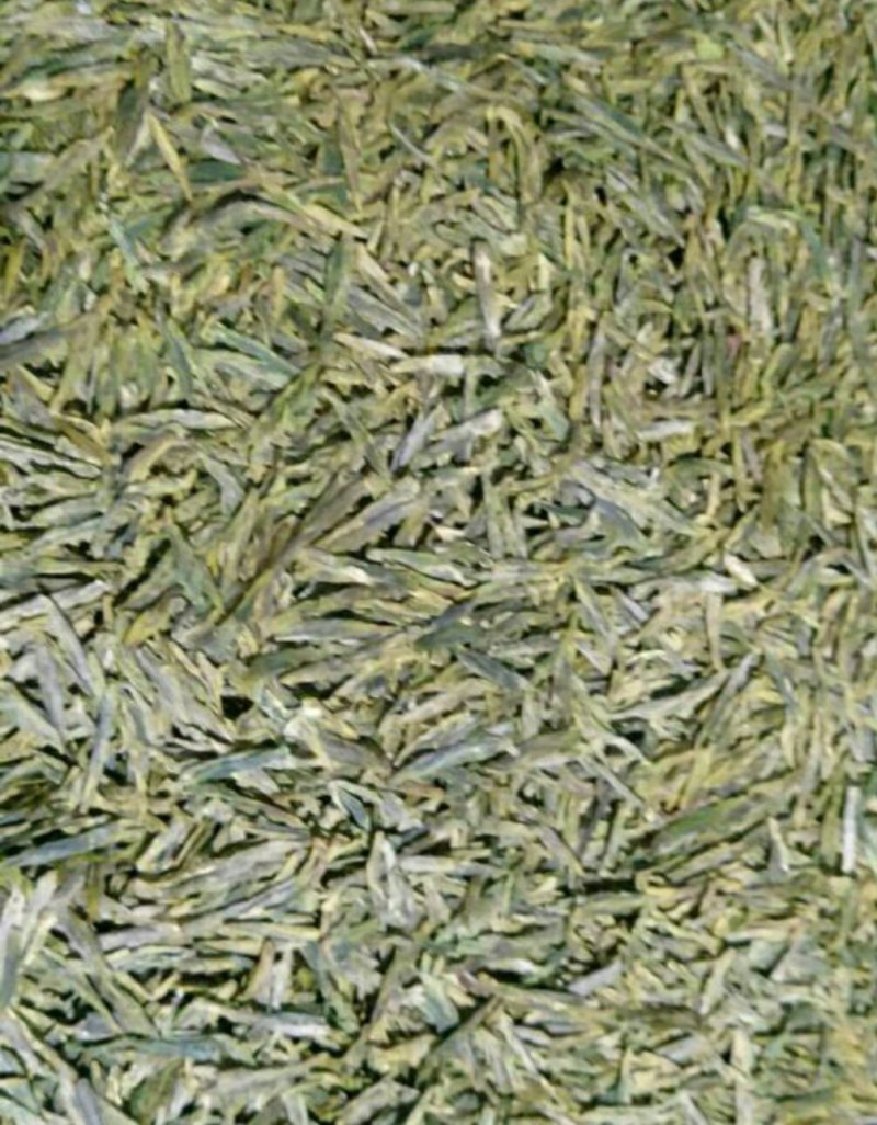 高山雲雾大方生态茶