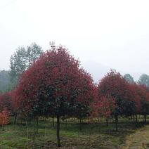 红叶石楠小苗红叶石楠球红罗宾石楠树绿化苗木工程用