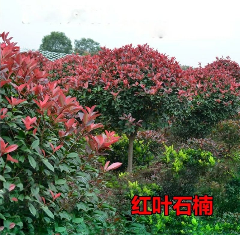 红叶石楠小苗红叶石楠球红罗宾石楠树绿化苗木工程用