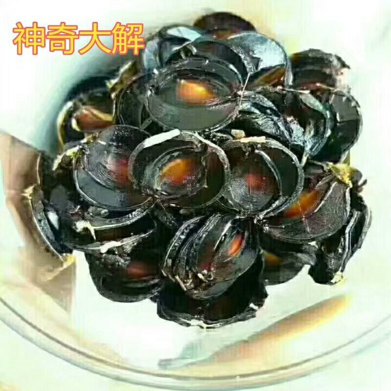 神奇大解缅甸进口便秘果天然随便果500g袋装男女通用包邮