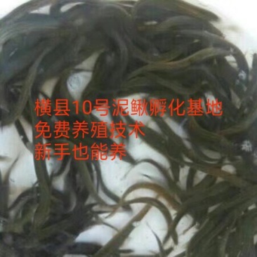 泥鳅苗台湾泥鳅小泥鳅包养养殖技术回收成品鳅