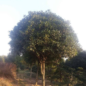湖北咸宁桂花树，桂花苗，一手货源，农户直销，价格实惠