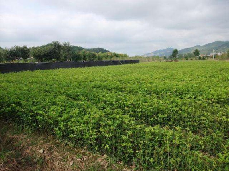 湖北咸宁桂花树，桂花苗，一手货源，农户直销，价格实惠