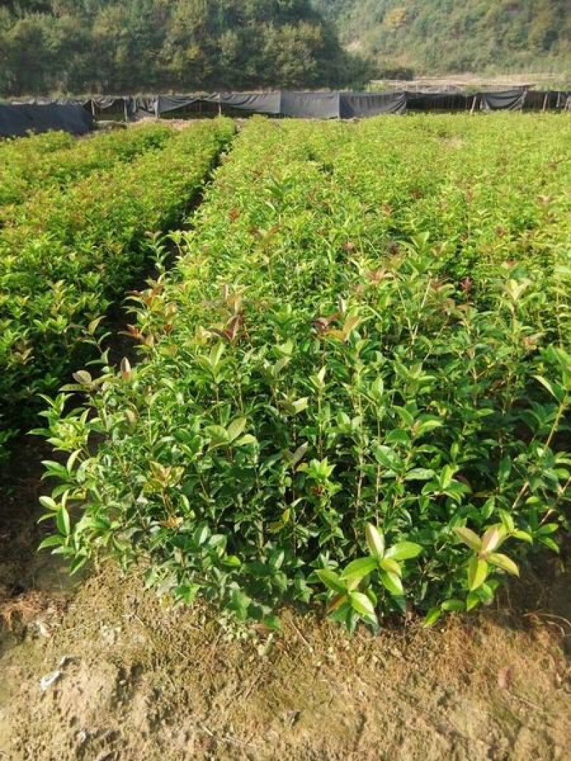 湖北咸宁桂花树，桂花苗，一手货源，农户直销，价格实惠