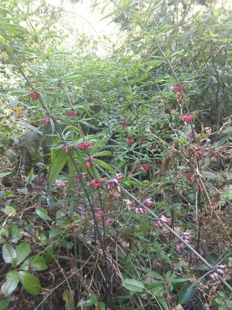 黄精来自于云南普洱一带的大山之中