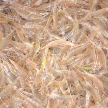 小虾海水虾鲜活小虾子小虾海水虾鲜活小虾子