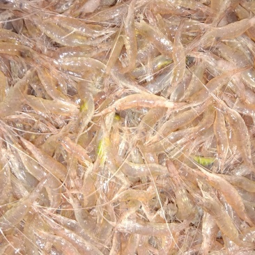 小虾海水虾鲜活小虾子小虾海水虾鲜活小虾子