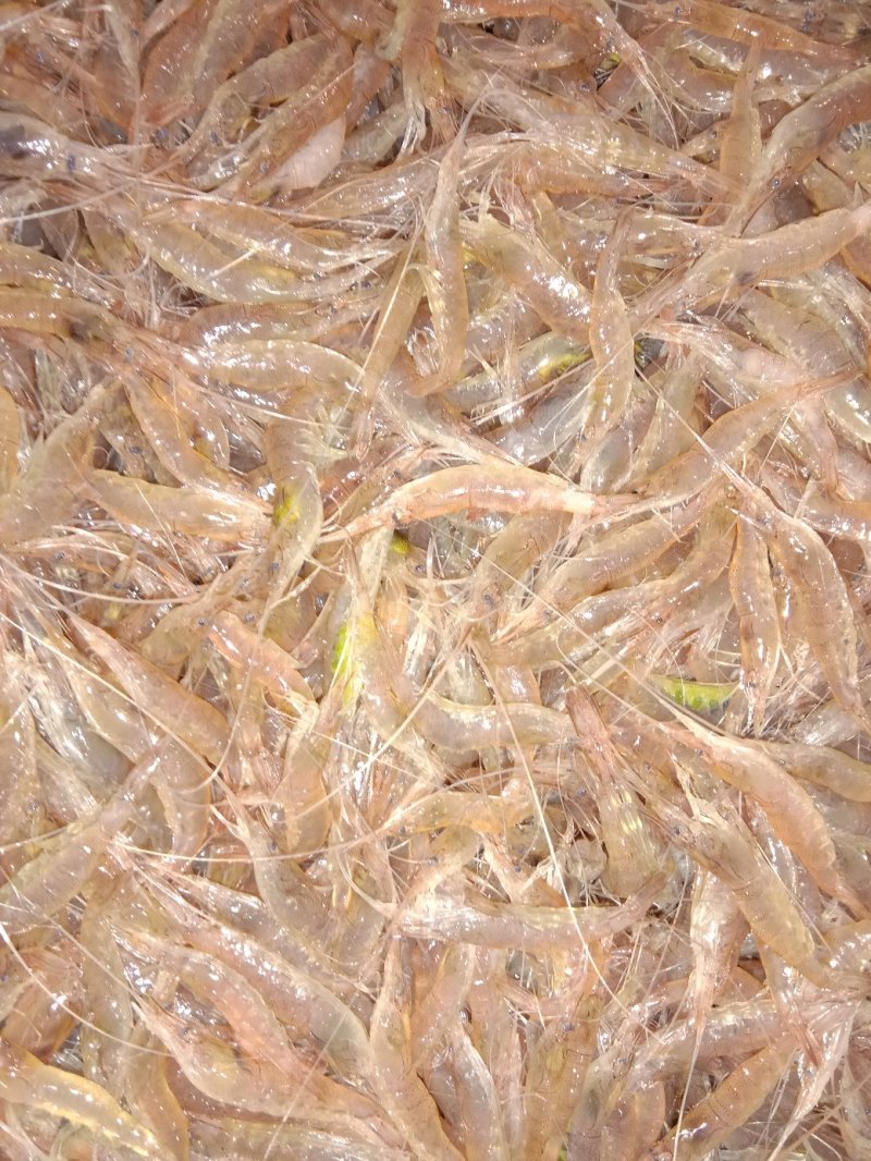 小虾海水虾鲜活小虾子小虾海水虾鲜活小虾子