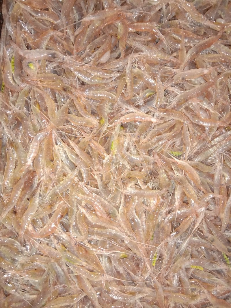 小虾海水虾鲜活小虾子小虾海水虾鲜活小虾子