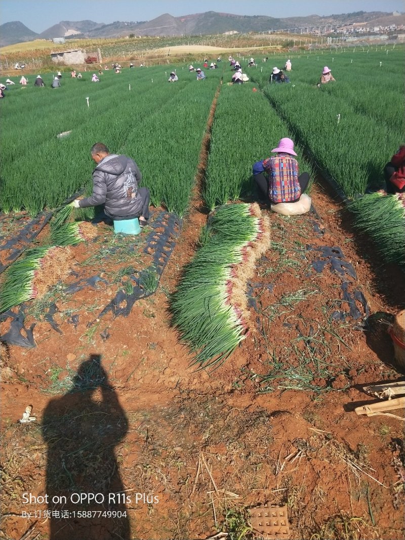 云南泸西小葱红葱质量保证产地直供长年有货
