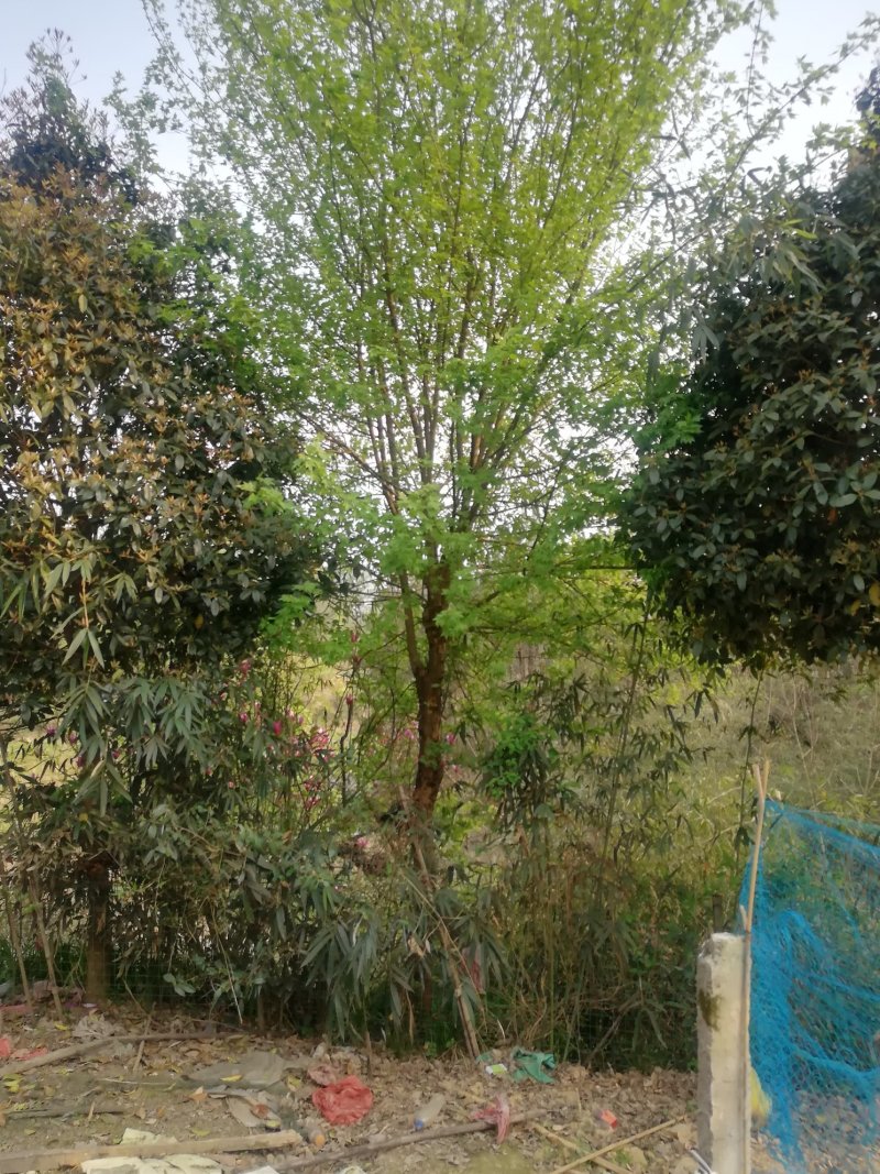 精品苗木山地苗