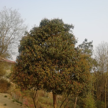 精品苗木山地苗