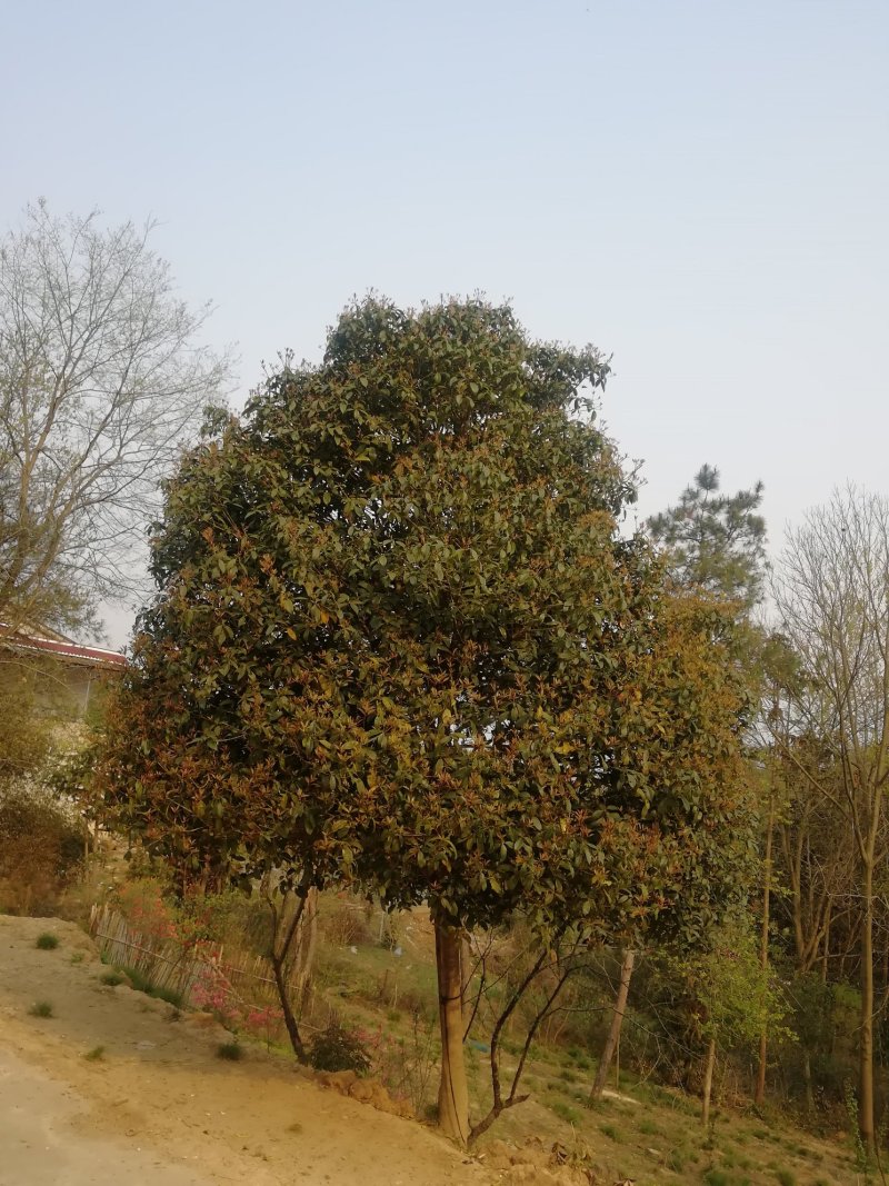 精品苗木山地苗