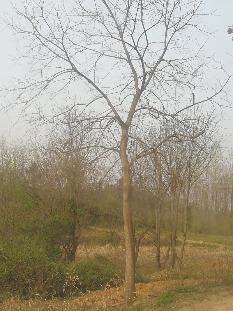 精品苗木山地苗