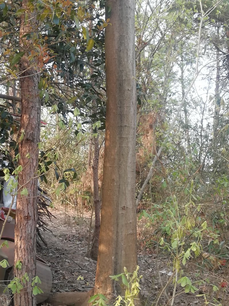 精品苗木山地苗