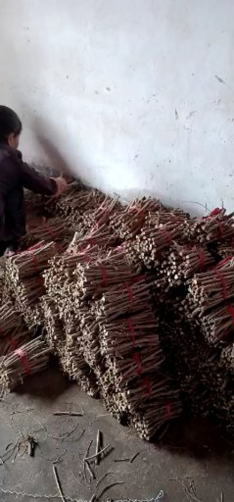中国主产区江西正宗单叶蔓荊子育苗枝条便宜了