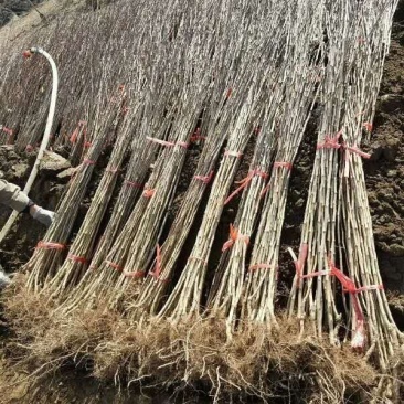 东北优质山楂苗，量大好成活，产地直发，保质保量