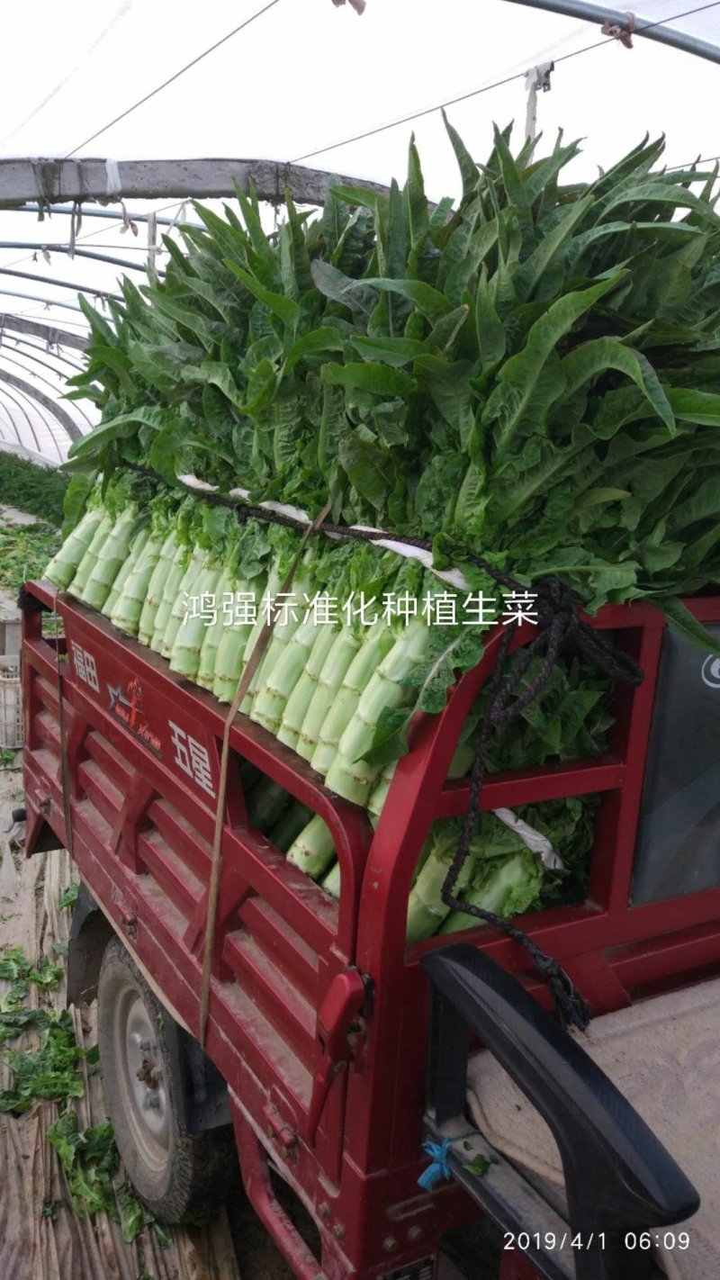 莴笋诚信经营，质量保证可当面看货，也可视频看货