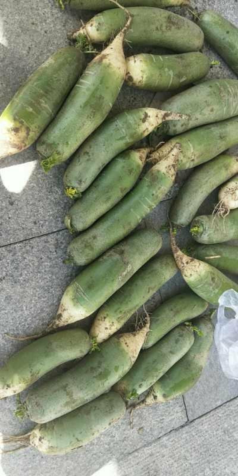 沙窝七星萝卜
