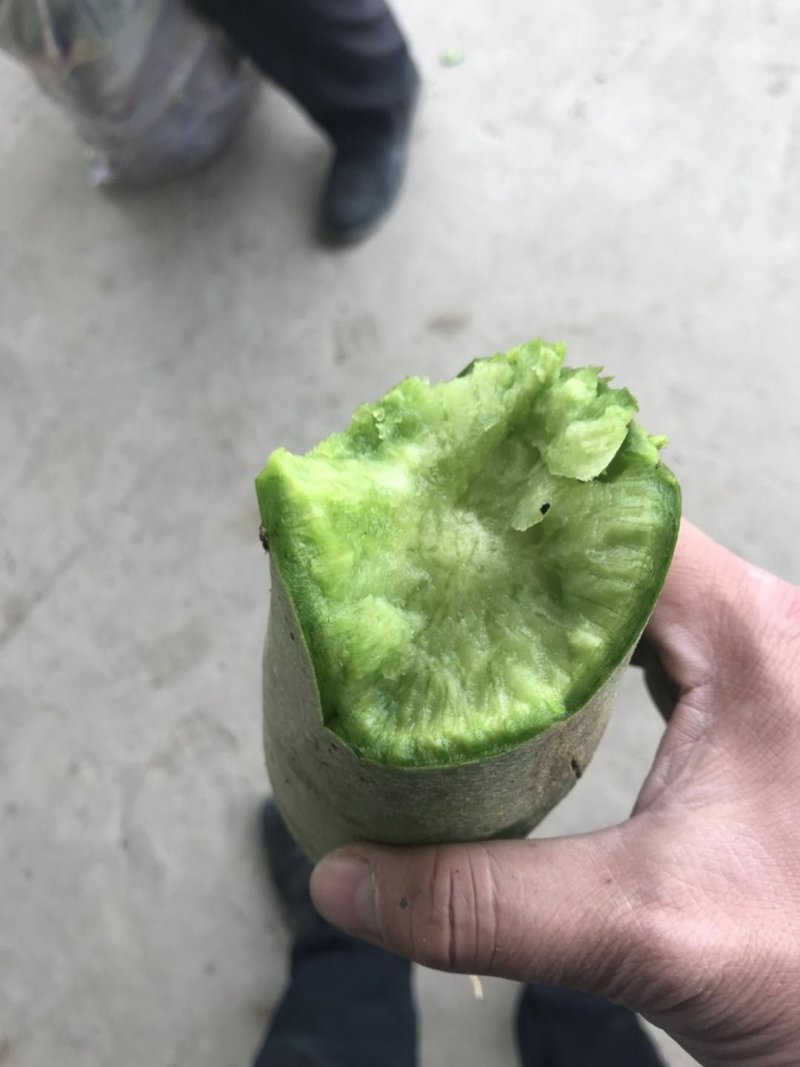 沙窝七星萝卜