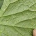 艾斑特黄瓜靶斑病专用药黄瓜黄点病专用药木霉菌靶斑药