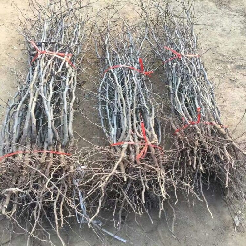 冬枣树苗一代二代苗圃现挖现发品种纯正