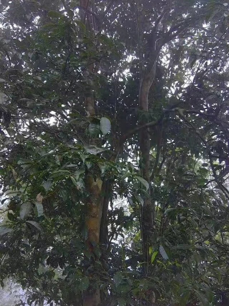 大瑶山古树野生红茶