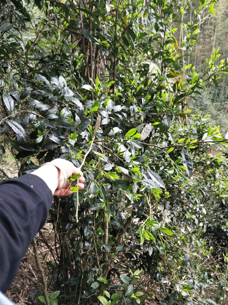 大瑶山古树野生红茶