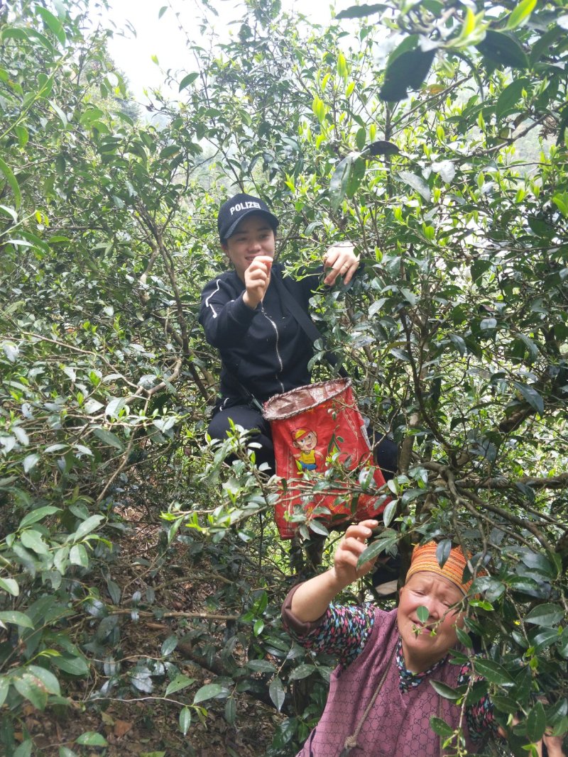 大瑶山古树野生红茶