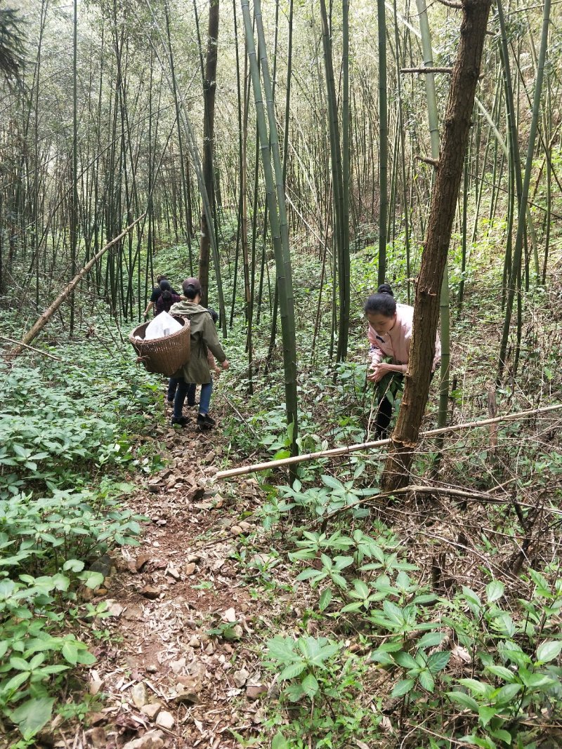 大瑶山古树野生红茶