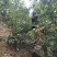 大瑶山古树野生红茶