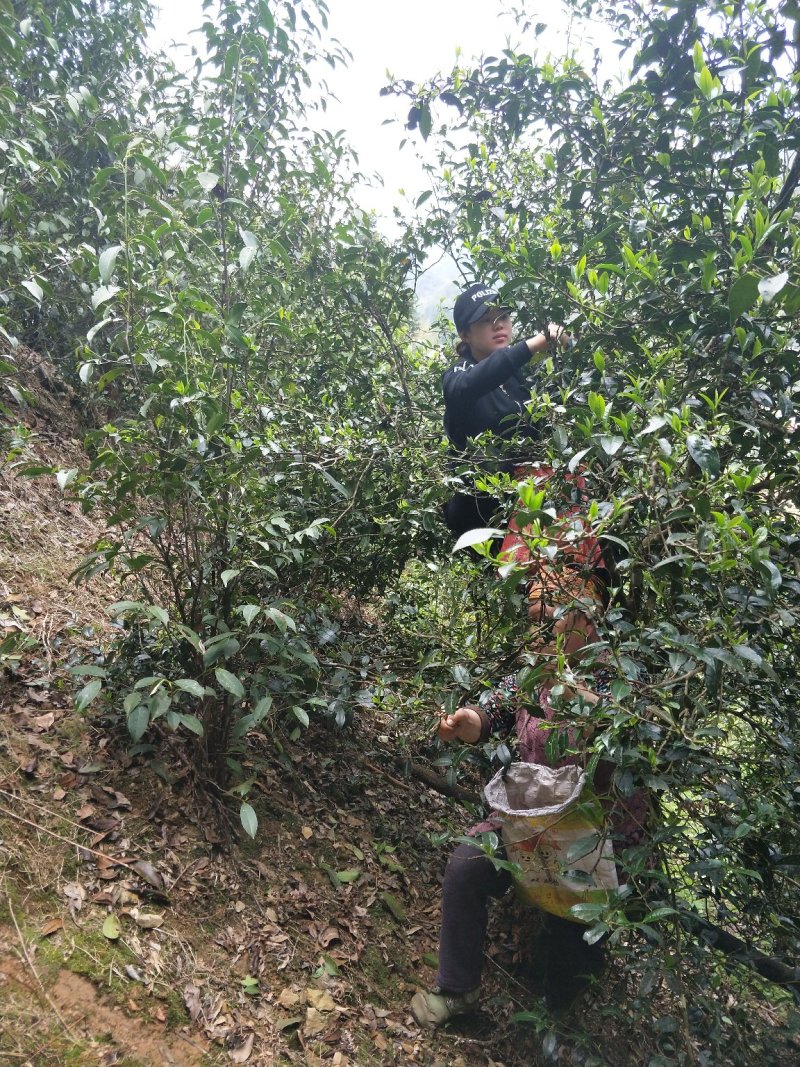 大瑶山古树野生红茶