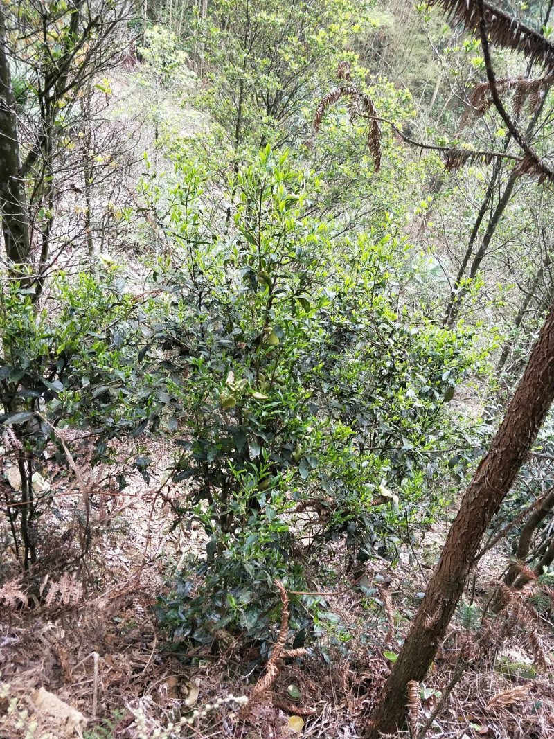 大瑶山古树野生红茶