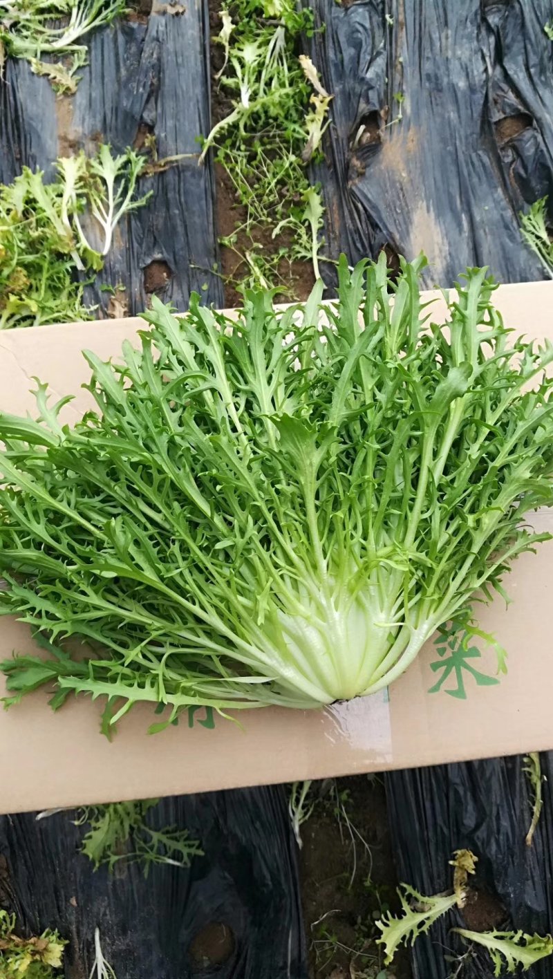 精品苦菊批发苦菊大量上市高端品质货量巨大日供万斤以上