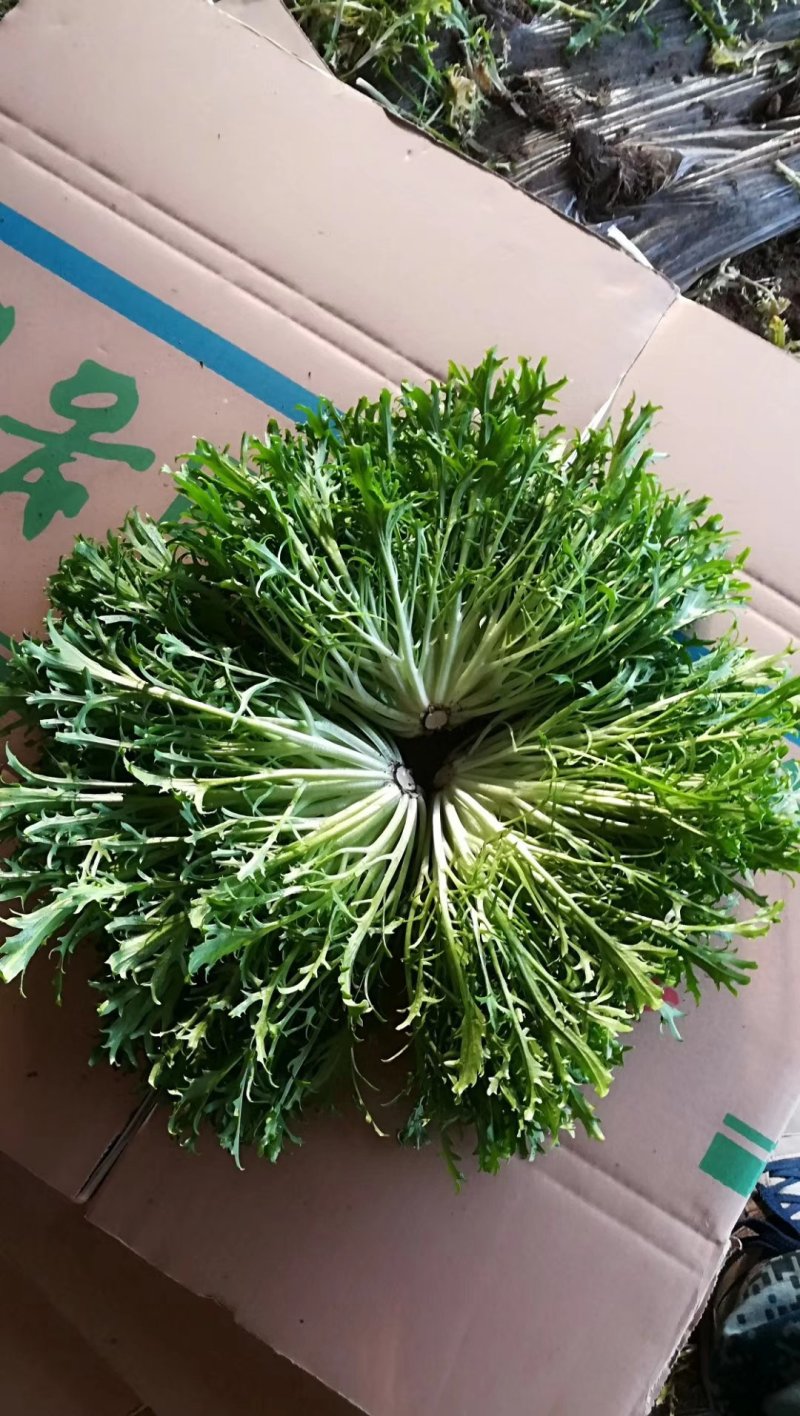 精品苦菊批发苦菊大量上市高端品质货量巨大日供万斤以上
