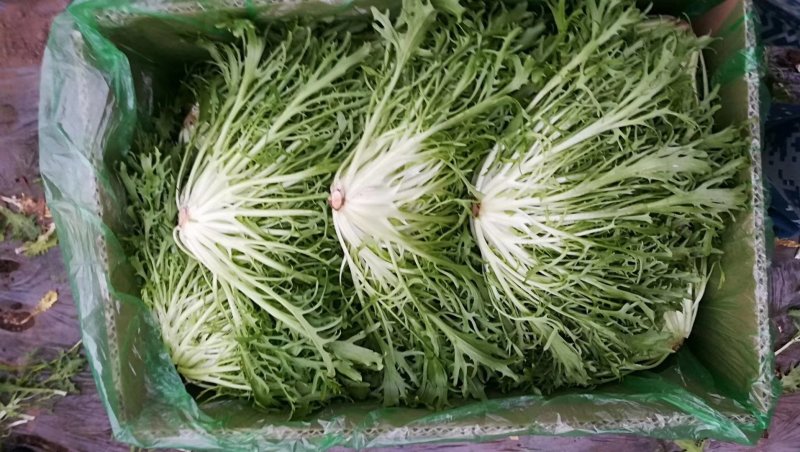 精品苦菊批发苦菊大量上市高端品质货量巨大日供万斤以上