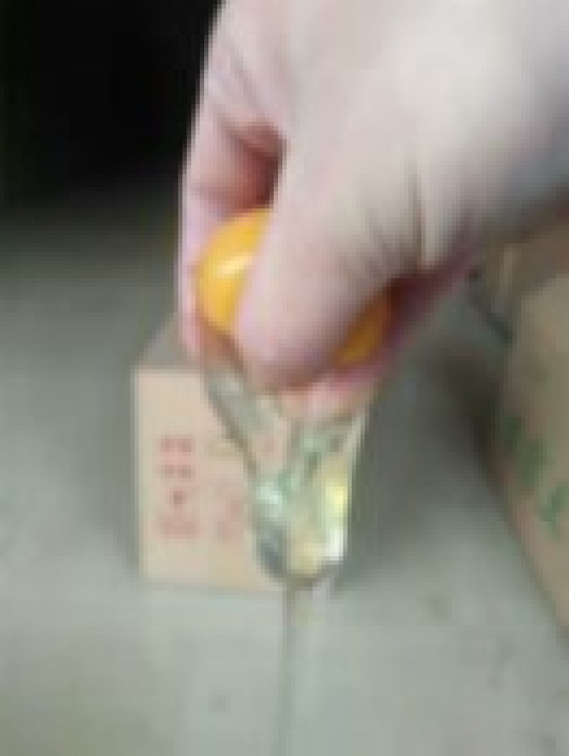 果园林下鸡蛋