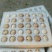果园林下鸡蛋