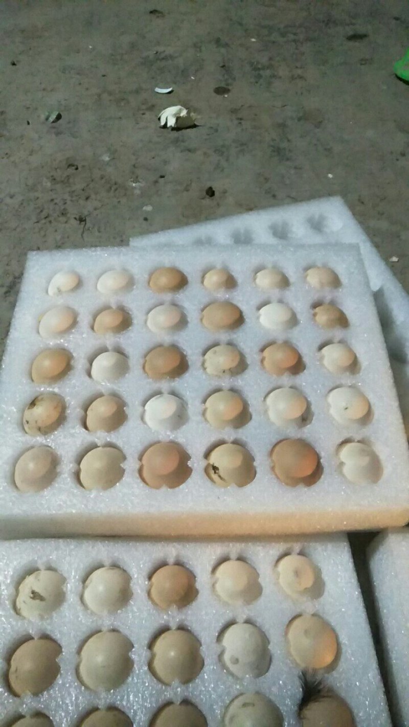 果园林下鸡蛋
