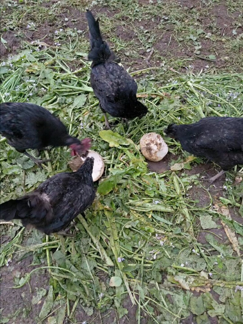 果园林下鸡蛋
