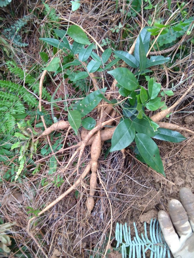 广西金秀大瑶山小叶黄牛野生牛大力薯牛蒡根新鲜统货