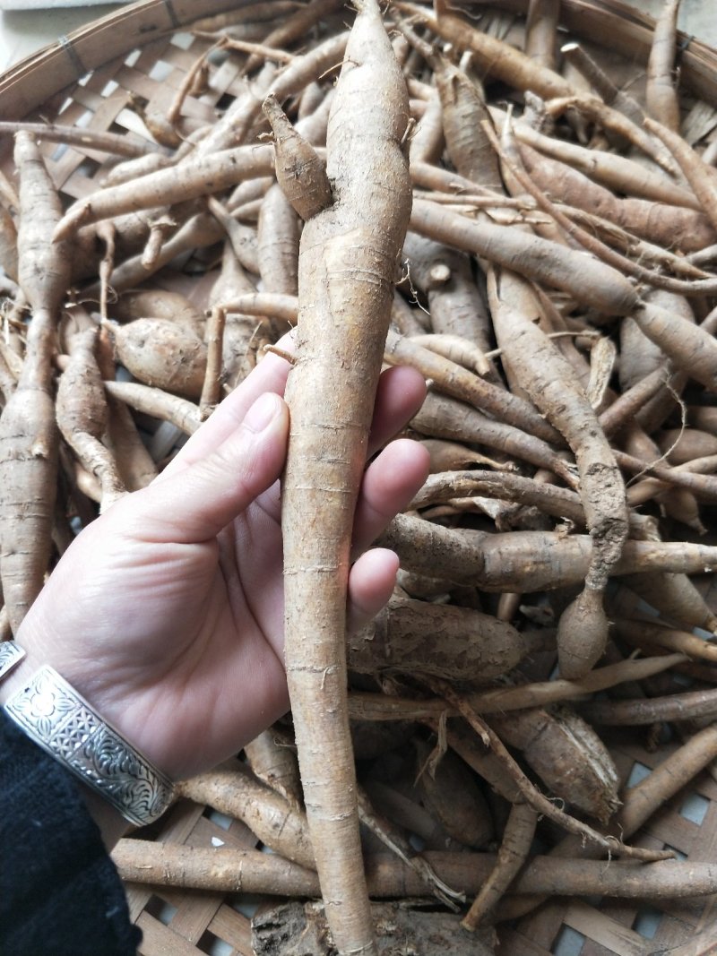 广西金秀大瑶山小叶黄牛野生牛大力薯牛蒡根新鲜统货