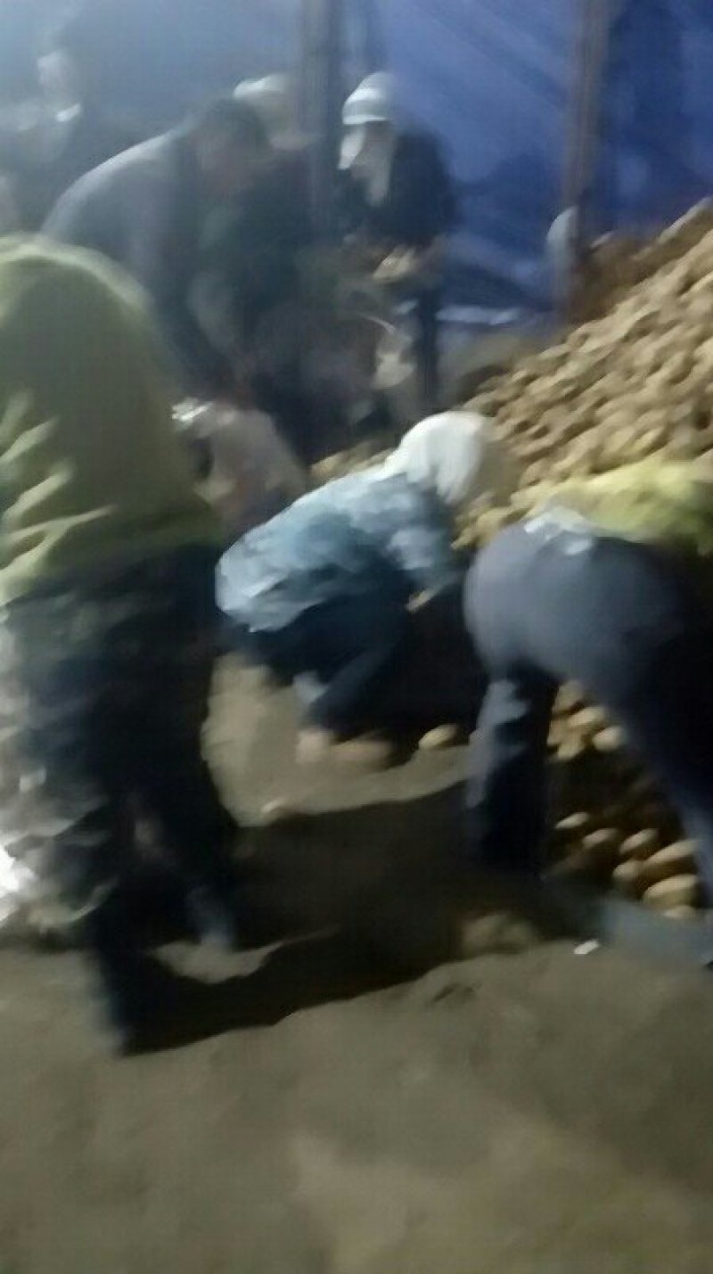 三两以上的荷兰806