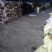 三两以上的荷兰806