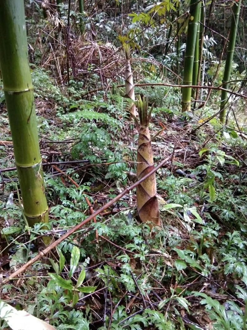 野生苦笋干、无硫磺、烤箱烤干