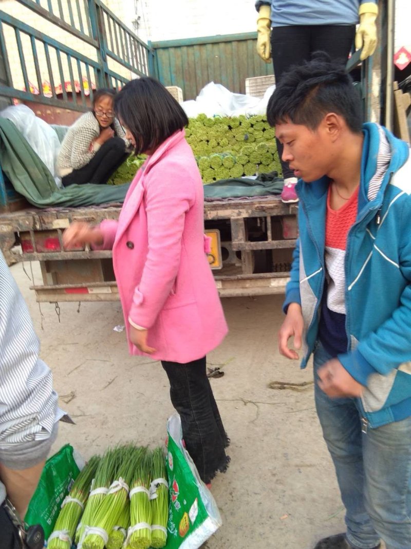 蒜苔河南杞县蒜苔已经上市，基地直供，大捆小捆都有