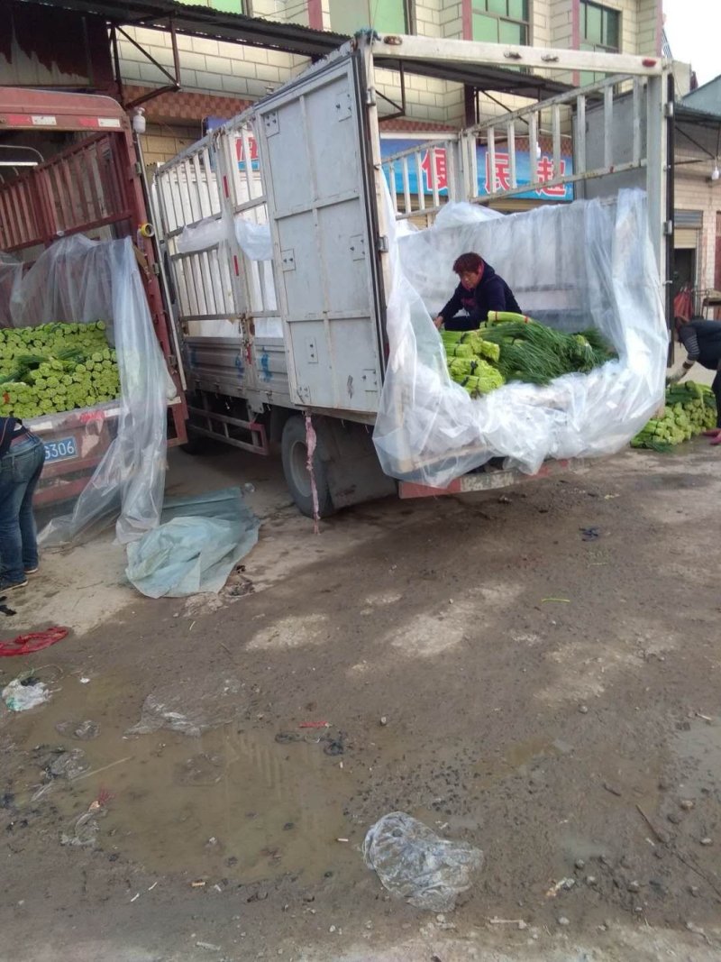 蒜苔河南杞县蒜苔已经上市，基地直供，大捆小捆都有