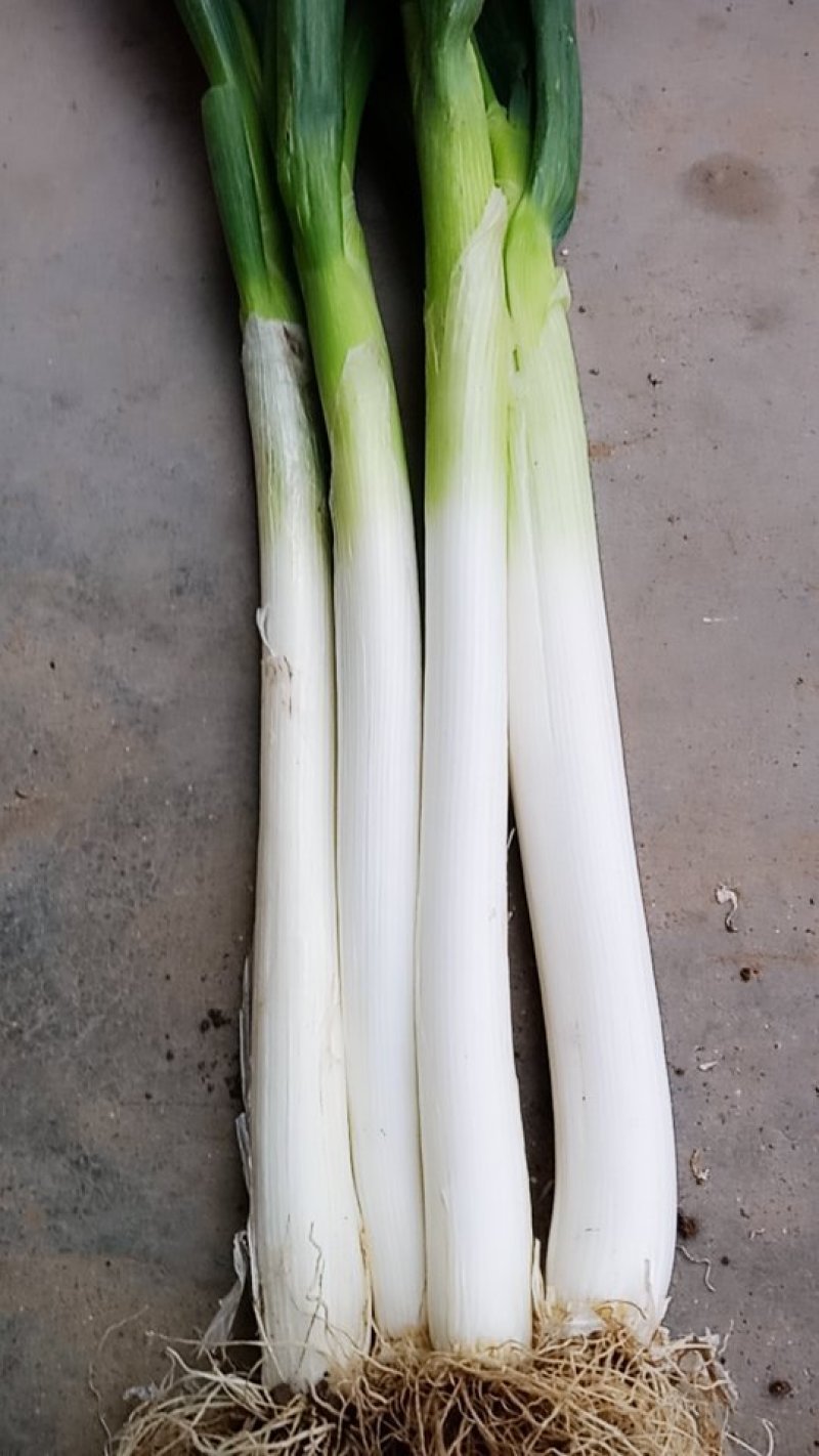章丘大葱
